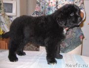 Превью фото № 213801