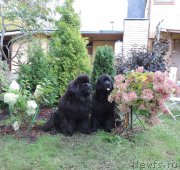 Превью фото № 213826