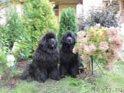 Превью фото № 213827