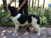 Превью фото № 213855