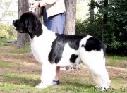 Превью фото № 213873