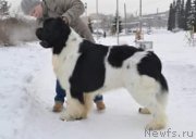 Превью фото № 213892