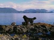 Превью фото № 213895