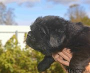 Превью фото № 213910