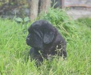 Превью фото № 213912