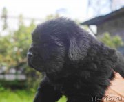 Превью фото № 213917