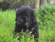 Превью фото № 213918