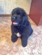 Превью фото № 213925