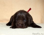 Превью фото № 213993