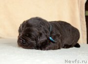 Превью фото № 214004