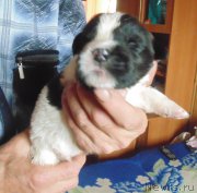 Превью фото № 214072