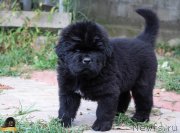 Превью фото № 214086