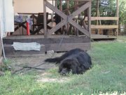 Превью фото № 214187