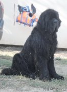 Превью фото № 214278