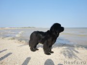 Превью фото № 214298