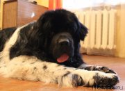 Превью фото № 214326