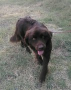 Превью фото № 214335