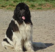 Превью фото № 214343