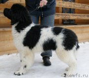 Превью фото № 214359