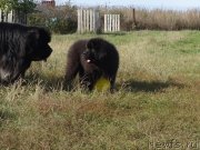 Превью фото № 214390