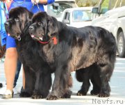 Превью фото № 214391