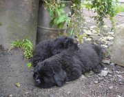 Превью фото № 214400