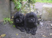 Превью фото № 214401