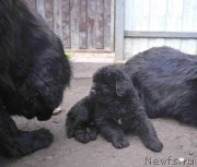 Превью фото № 214403