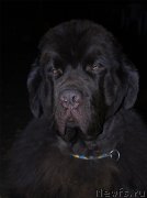 Превью фото № 214418