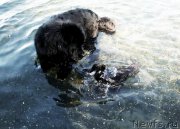 Превью фото № 214465