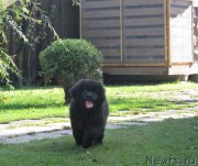 Превью фото № 214490