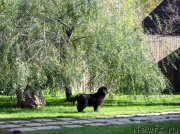 Превью фото № 214493