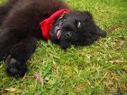 Превью фото № 214518