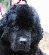 Превью фото № 214539