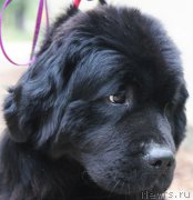 Превью фото № 214540