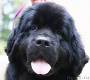 Превью фото № 214541