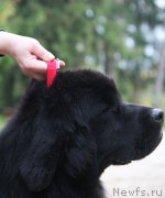 Превью фото № 214548