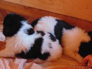 Превью фото № 214560