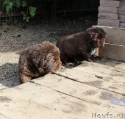 Превью фото № 214582