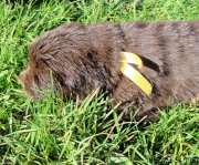 Превью фото № 214585