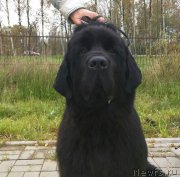 Превью фото № 214590