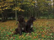 Превью фото № 214594