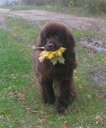 Превью фото № 214596