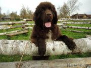 Превью фото № 214629