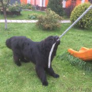 Превью фото № 214660