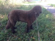 Превью фото № 214701