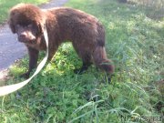 Превью фото № 214702