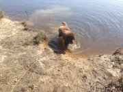 Превью фото № 214704