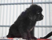 Превью фото № 214730