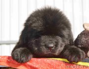 Превью фото № 214731